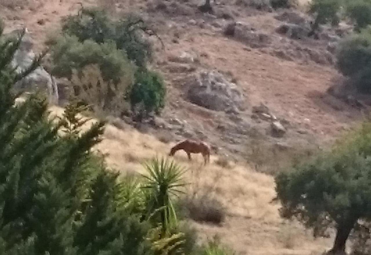 Finca Santa Matilde 말라가 외부 사진
